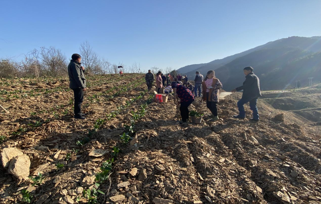 绿叶凝晨露 荒山披新衣——百亩茶园托起二堂村振兴新希望1.png 绿叶凝晨露 荒山披新衣——百亩茶园托起二堂村振兴新希望1.png