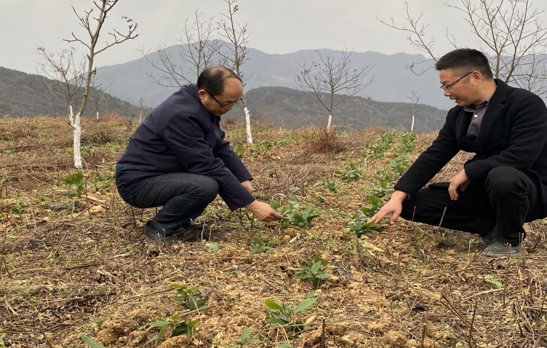 绿叶凝晨露 荒山披新衣——百亩茶园托起二堂村振兴新希望2.png 绿叶凝晨露 荒山披新衣——百亩茶园托起二堂村振兴新希望2.png